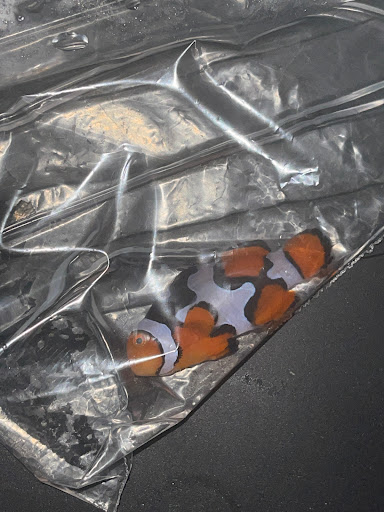 Pet Supply Store «Petco Animal Supplies», reviews and photos, 1680 Campbell Ln, Bowling Green, KY 42104, USA