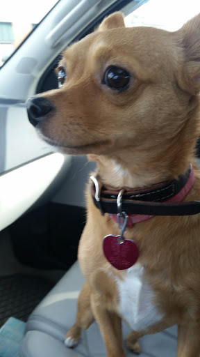 Pet Store «Pet Depot», reviews and photos, 22069 US-72 i, Athens, AL 35613, USA