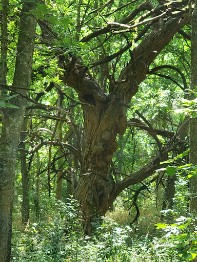 Nature Preserve «Rowlett Creek Preserve», reviews and photos, 2525 Castle Dr, Garland, TX 75040, USA
