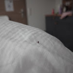 Photo n°1 de l'avis de Shyam.h fait le 26/04/2024 à 14:24 sur le  City Apartments à Metzingen