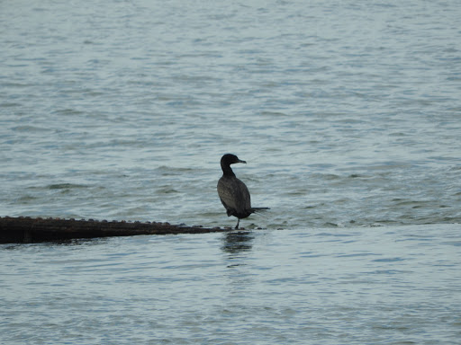 Park «Brooklyn Bridge Park», reviews and photos, 334 Furman St, Brooklyn, NY 11201, USA