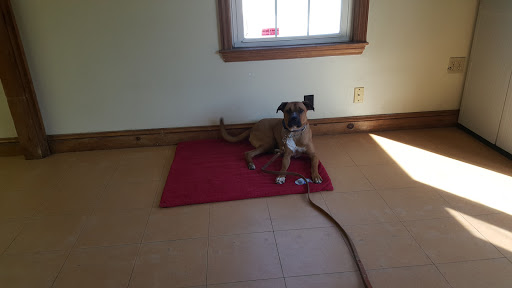 Pet Groomer «Weymouth Dog Shop», reviews and photos, 1192 Washington St, East Weymouth, MA 02189, USA