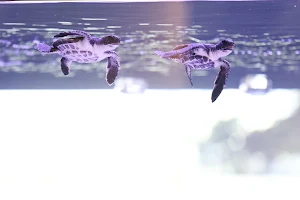 Sumida Aquarium image
