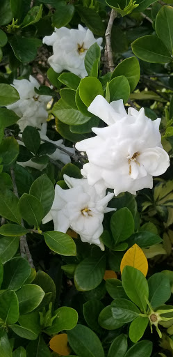 Winery «Summer Crush Vineyard & Winery», reviews and photos, 4200 Johnston Rd, Fort Pierce, FL 34951, USA