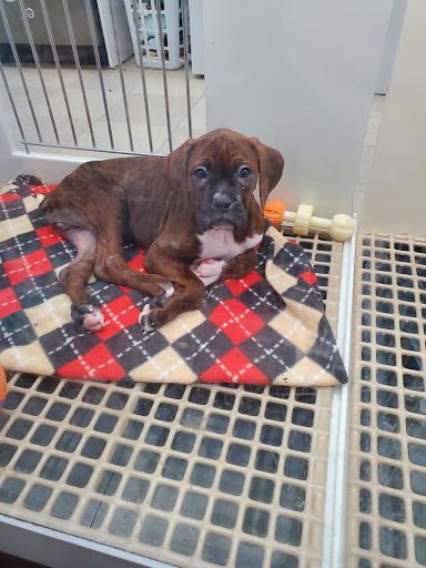 Pet Store «Petland», reviews and photos, 1514 Stonecreek Dr, Pickerington, OH 43147, USA