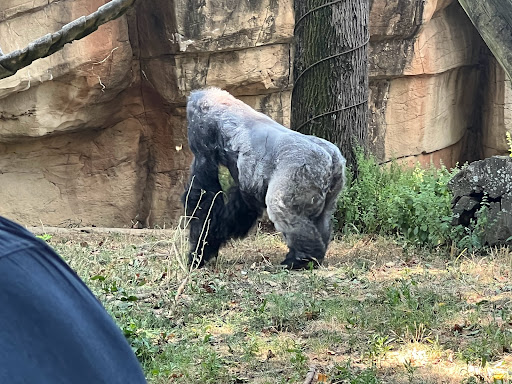 Community Center «McFarland Community Center», reviews and photos, 4955 Cottonwood Rd, Memphis, TN 38118, USA