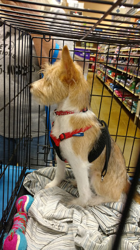 Pet Supply Store «PetSmart», reviews and photos, 4045 Dowlen Rd, Beaumont, TX 77706, USA