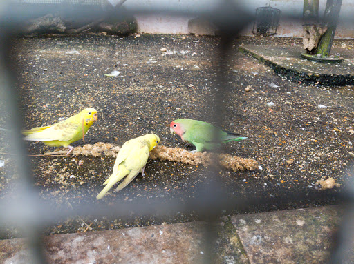 Bournemouth Aviary