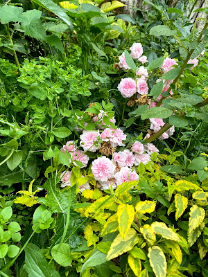 De Oliviera Alice à Saint-Arnoult-des-Bois
