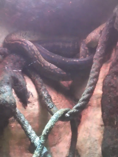 Zoo «Rainforest Pyramid», reviews and photos, 1 Hope Blvd, Galveston, TX 77554, USA