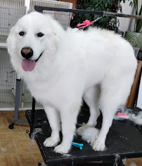 Haney’s Hound House - Photo 7 - Car repair in Yakima, WA, Yakima