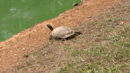 Non-Profit Organization «Dauset Trails Nature Center», reviews and photos, 360 Mt Vernon Church Rd, Jackson, GA 30233, USA