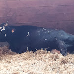 Photo n° 6 de l'avis de Christelle.. fait le 25/07/2021 à 15:53 pour Ferme de la Jarjatte à Lus-la-Croix-Haute
