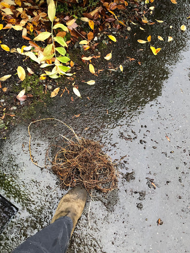 Plumber «Roto-Rooter Plumbing & Drain Services», reviews and photos, 2600 5th Ave, Seattle, WA 98121, USA