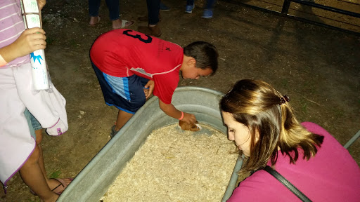 Tourist Attraction «Shipshewana Corn Maze», reviews and photos, 505 Morton St, Shipshewana, IN 46565, USA