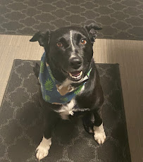 Hickory Creek Pet Lodge - Photo 6 - Car repair in Bridgeville, PA, Pittsburgh