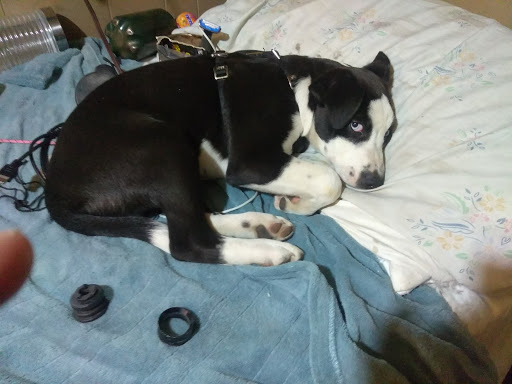 Pet Supply Store «Petco Animal Supplies», reviews and photos, 1410 N Loop 336 W, Conroe, TX 77304, USA