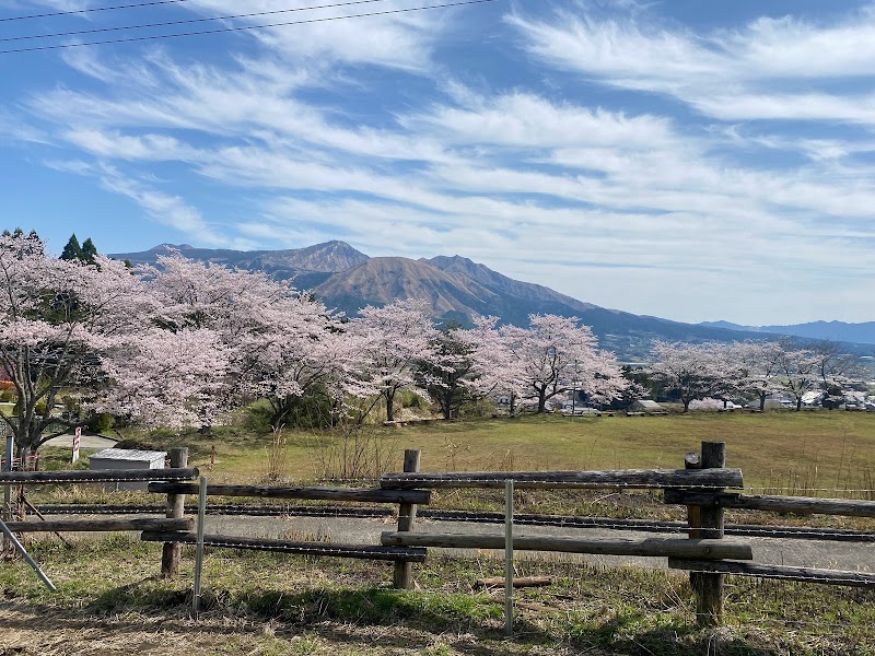 観音桜