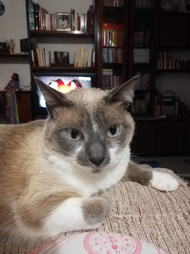 Argos Clínica Veterinaria Vic en Vic
