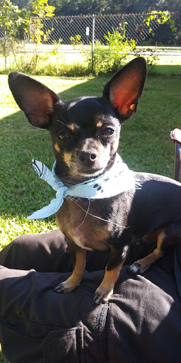 Pet Store «Petsense Pine Bluff», reviews and photos, 5514 S Olive St, Pine Bluff, AR 71603, USA