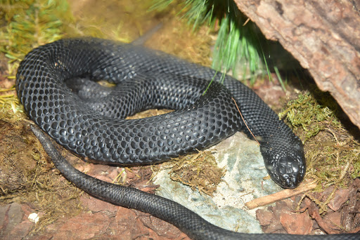 Zoo «Seneca Park Zoo», reviews and photos, 2222 St. Paul Street, Rochester, NY 14621, USA