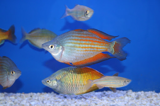 Tropical Fish Store «Aquatic Treasures/Bruces Pond Shop», reviews and photos, 20708 Gudith Rd, Brownstown Charter Twp, MI 48183, USA