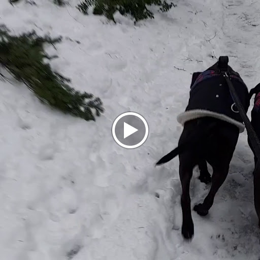 Nature Preserve «Illahee Preserve», reviews and photos, 3200 NE Riddell Rd, Bremerton, WA 98310, USA