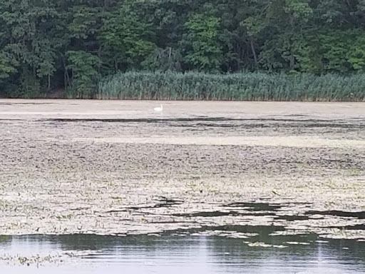 Park «Mansfield Park», reviews and photos, 85 Walker St, Massapequa Park, NY 11762, USA