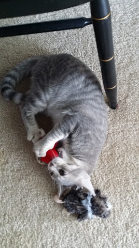 Pet Supply Store «Bark Avenue Pet Specialties», reviews and photos, 435 Sebastian Blvd, Sebastian, FL 32958, USA