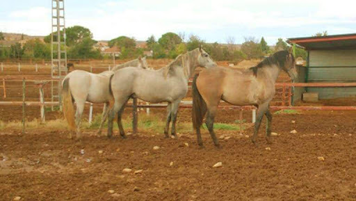 CLUB HÍPICO DOMA VAQUERA ALEADA, Escuela de equitación en Camarma de Esteruelas,Madrid