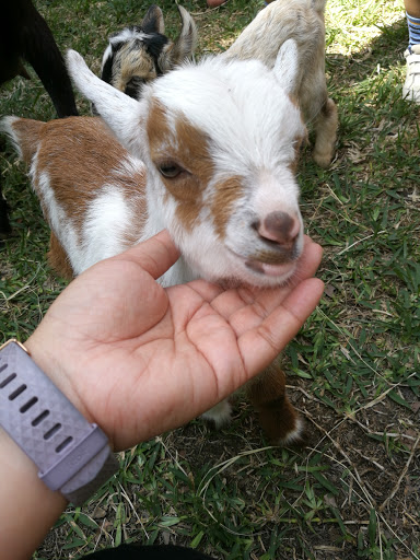 Art Museum «Bayou Bend Collection and Gardens», reviews and photos, 6003 Memorial Dr, Houston, TX 77265, USA
