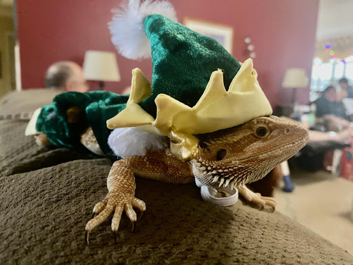 Pet Supply Store «Pet Supermarket, Inc.», reviews and photos, 1052 Peachtree Industrial Blvd, Suwanee, GA 30024, USA