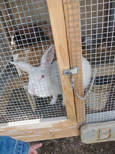 Zoo «Jr Pony Parties», reviews and photos, 1744 N Leonard Ln, Las Vegas, NV 89108, USA