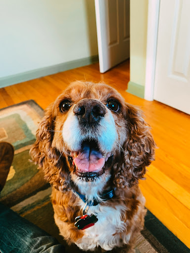 Pet Store «Wags To Wiskers», reviews and photos, 1192 S Main St #100, Chelsea, MI 48118, USA