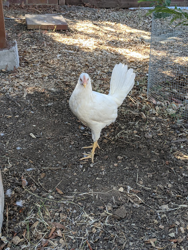 Pet Supply Store «Concord Feed Pet & Livestock Supplies», reviews and photos, 228 Hookston Rd, Pleasant Hill, CA 94523, USA