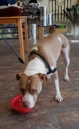 Pet Supply Store «Beowoof Provisions For Pets», reviews and photos, 106 5th St, Hoboken, NJ 07030, USA