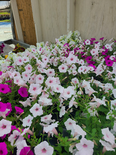 Florist «Park Place Florist and Garden Center», reviews and photos, 72 Park St, Rutland, VT 05701, USA