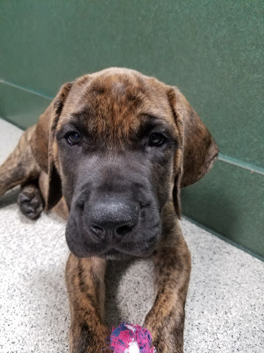 Pet Store «Petland», reviews and photos, 5470 Dixie Hwy, Fairfield, OH 45014, USA