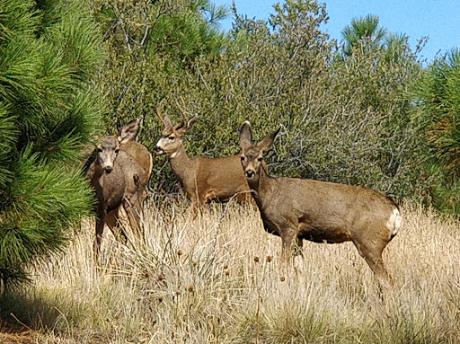 Park «Rudy Park», reviews and photos, 5360 Cracker Barrel Cir, Colorado Springs, CO 80917, USA