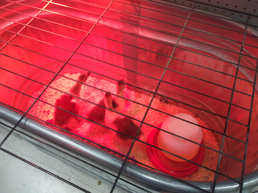 Animal Feed Store «Wilco Farm Store», reviews and photos, 734 McClaine St, Silverton, OR 97381, USA