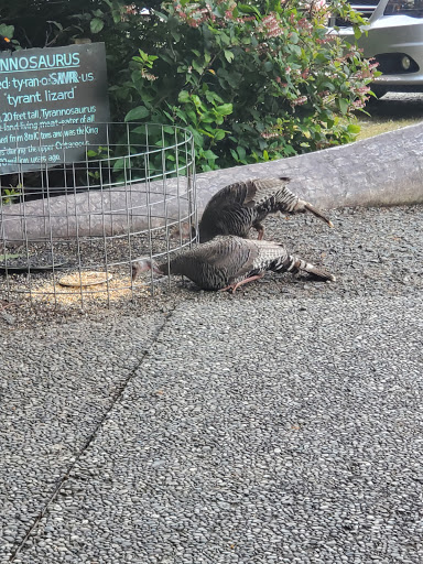 Tourist Attraction «Prehistoric Gardens», reviews and photos, 36848 US-101, Port Orford, OR 97465, USA