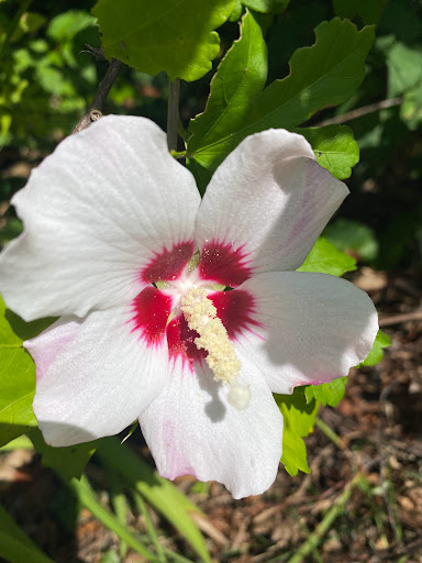 Ice Cream Shop «Corner Shop», reviews and photos, 171 Main St, Bramwell, WV 24715, USA