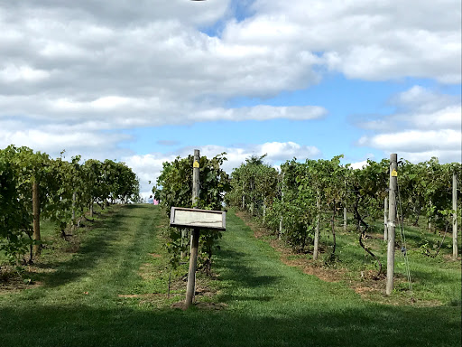 Winery «Wild Mountain Winery», reviews and photos, 16906 Wild Mountain Rd, Taylors Falls, MN 55084, USA