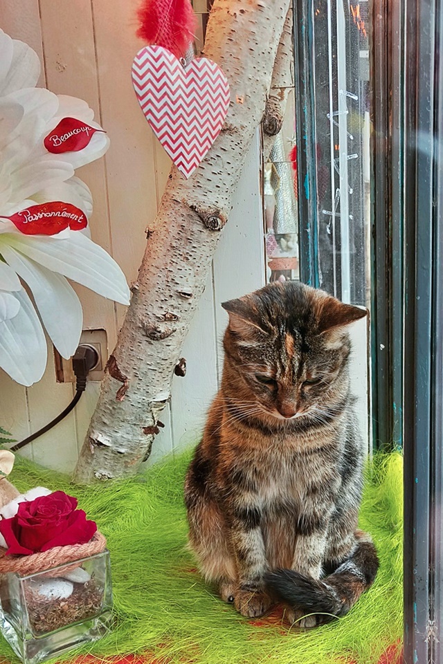 Photo n° 5 de l'avis de caTvalry.o fait le 03/02/2020 à 16:23