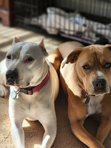 Northeast Animal Clinic image