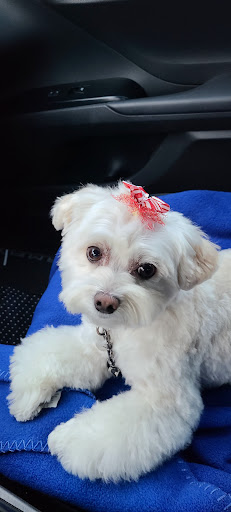 Pampered Pet Dog Grooming Shop, 711 Pleasant St, Paxton, MA 01612, USA, 