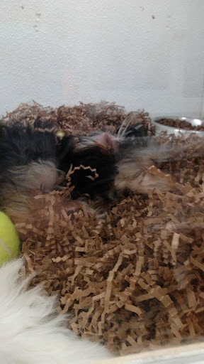 Pet Store «Puppy City», reviews and photos, 3343 Valley Pike, Winchester, VA 22602, USA
