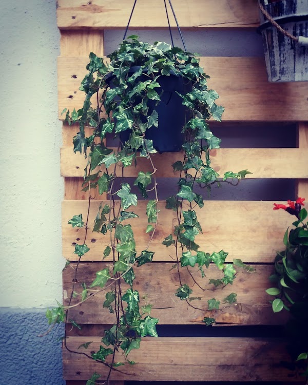 Imagen de Floristería UruFlors (15 de 20)