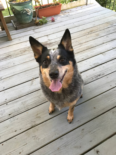 Pet Supply Store «Wags & Whiskers - West Nashville», reviews and photos, 3731 Charlotte Ave, Nashville, TN 37209, USA