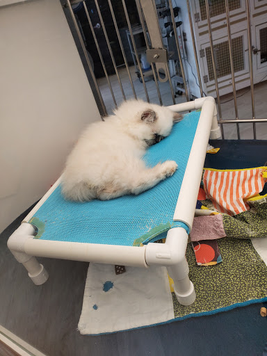 Pet Store «Petland Topeka», reviews and photos, 1801 SW Wanamaker Rd, Topeka, KS 66614, USA